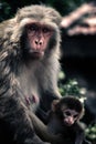 Vertical closeup of a female rhesus macaque with the infant. Macaca mulatta.