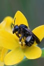 Vertical closeup of a female Yellow loosestrife bee, Macropis europaea Royalty Free Stock Photo