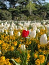 Vertical closeup of a field with red and white tulips with yellow flowers, blurred trees background Royalty Free Stock Photo