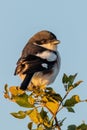 Vertical closeup of a fiscal shrike, Lanius collaris. Rietvlei Nature Reserve, South Africa. Royalty Free Stock Photo