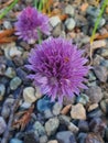 Vertical closeup of a flower of Chives (Allium schoenoprasum) against blurred stone on the ground Royalty Free Stock Photo