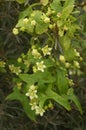 Vertical closeup on a flowering White bryony, Bryonia dioica