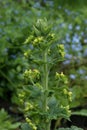 Vertical closeup on a flowering yellow Figwort or Great Orme, Scrophularia vernalis in the garden