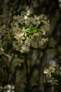 Vertical closeup of flowers on a blossomed cherry tree Royalty Free Stock Photo