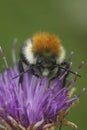 Vertical closeup on a fluffy cute common brown-banded bumblebee, Bombus pascuorum, on a purple knapweed flower