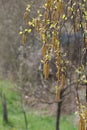 Vertical closeup focus shot of alnus firma plants Royalty Free Stock Photo