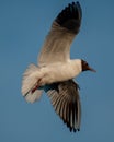 Vertical closeup focus shot of a flying laughing seagull