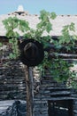 Vertical closeup focus shot of a scout hat hanging on a grape tree Royalty Free Stock Photo