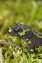 Vertical closeup on a French juvenile green colorful marbled newt, Triturus marmoratus