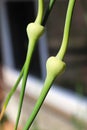 A vertical closeup of garlic scape heads Royalty Free Stock Photo