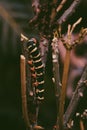 Vertical closeup of a giant gray sphinx & x28;Pseudosphinx tetrio& x29; on a green plant