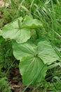 Vertical closeup on a giant white wakerobin or sweet trillium , Trillium albidum in South Oregon