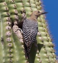 Vertical closeup of Gila Woodpecker on Saguaro cactus Royalty Free Stock Photo