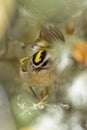 Vertical closeup of the golden-crowned kinglet, Regulus satrapa perched on the branch. Royalty Free Stock Photo