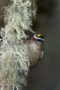 Vertical closeup of the golden-crowned kinglet, Regulus satrapa perched on the branch. Royalty Free Stock Photo