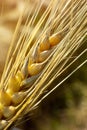 Vertical closeup of golden wheat plant Royalty Free Stock Photo