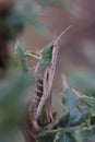 Vertical closeup Grasshopper on green leaves blur background