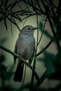 Vertical closeup of a gray catbird (Dumetella carolinensis) perched on a branch Royalty Free Stock Photo