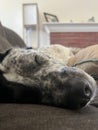 Vertical closeup of a gray Whippet dog sleeping on a sofa