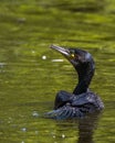 Vertical closeup of a great cormorant swimming in a pond