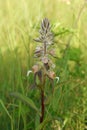 Vertical closeup on a Grecian foxglove, Digitalis lanata in a meadow