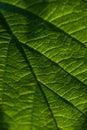 Vertical closeup of a green leaf. Natural pattern.