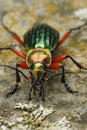 Vertical closeup on a green metallic colorful ground beetle, Carabus auronitens sitting on a stone Royalty Free Stock Photo