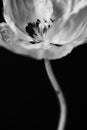 Vertical closeup greyscale shot of an anemone flower against a black background