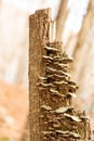 Vertical closeup of a group of tree fungi growing on a tru