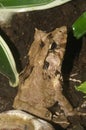 Vertical closeup on Gunther's Triangle Frog, Cornufer or Ceratobatrachus guentheri sitting in a terrarium