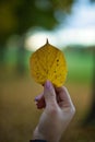 Vertical closeup of a hand holding a yellow Tilia cordata leaf with the blurred background