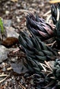 Vertical closeup of Haworthiopsis reinwardtii.