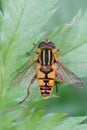 Vertical closeup on a Hayling billy hoverfly, Helophilus pendulus with spread wings Royalty Free Stock Photo