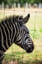 Vertical closeup of the head of a zebra behind a thin metallic fence