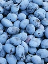 Vertical closeup of a heap of ripe plums.