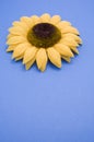 Vertical closeup high angle shot of a sunflower on a blue surface