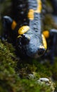 Vertical closeup hot of a black and yellow triton lizard in a natural environment
