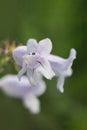 Vertical closeup image of Cobaea Beardtongue