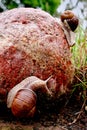 Helix pomatia gliding on the stones Royalty Free Stock Photo