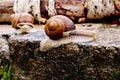 Helix pomatia gliding on the stones Royalty Free Stock Photo