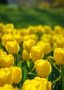 Yellow tulip garden closeup