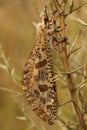 Vertical closeup of an impressive large hairy Mediterranean antlion, palpares libelluloides on a twig in southern France