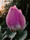 Vertical closeup of the Indian lotus bud, Nelumbo nucifera. Royalty Free Stock Photo