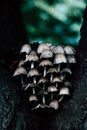 Vertical closeup of inky cap mushrooms in the forest with green blurred background