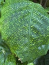 Closeup on the internet-famous houseplant with patterened leaf, Calathera musaica or Network plant Royalty Free Stock Photo