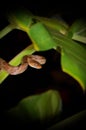 Vertical closeup of a Kelung cat snake, Boiga kraepelini creeping on a green leaf