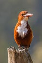 Vertical closeup of a kingfisher perched on a tree stump