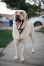 Vertical closeup of a Labrador Retriever standing on a pavement, yawning with its tongue out