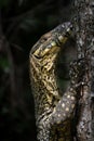 Vertical closeup of a Lace Monitor lizard with beautiful skin climbing up a tree Royalty Free Stock Photo