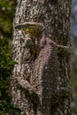 Vertical closeup of a Lace Monitor lizard with beautiful skin climbing up a tree Royalty Free Stock Photo